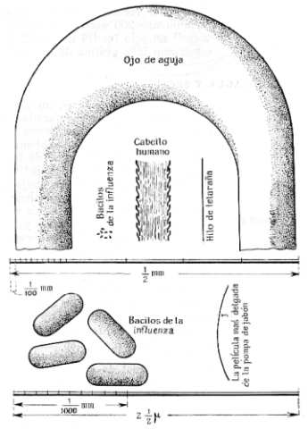 Fig. 69.  Arriba, el ojo de una aguja, un cabello humano, unos bacilos y un  hilo de telaraña, aumentados en 200 veces.  Abajo, unos bacilos y el espesor de una película jabonosa, aumentados en 40 000 veces. 1 u = 0,0001 cm.