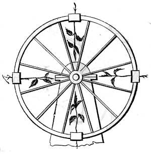 Fig. 43. Semillas de plantas leguminosas germinadas en la llanta de una rueda giratoria.  Los tallos se dirigen hacia el eje; las raíces, hacia fuera.