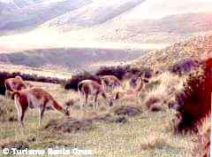 Guanacos en El Chaltén