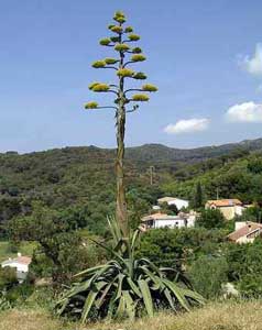 Sisal, Maguey, Mague, Cardón, Abecedaria, Acíbara, Azabara