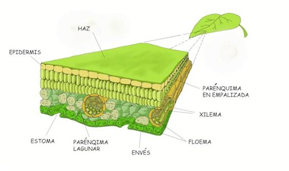 Introducción A La Anatomía Vegetal Alipsocom Monografías Resúmenes Biografias Y Tesis Gratis 2383