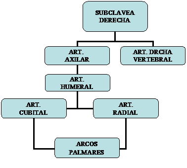 Organigrama